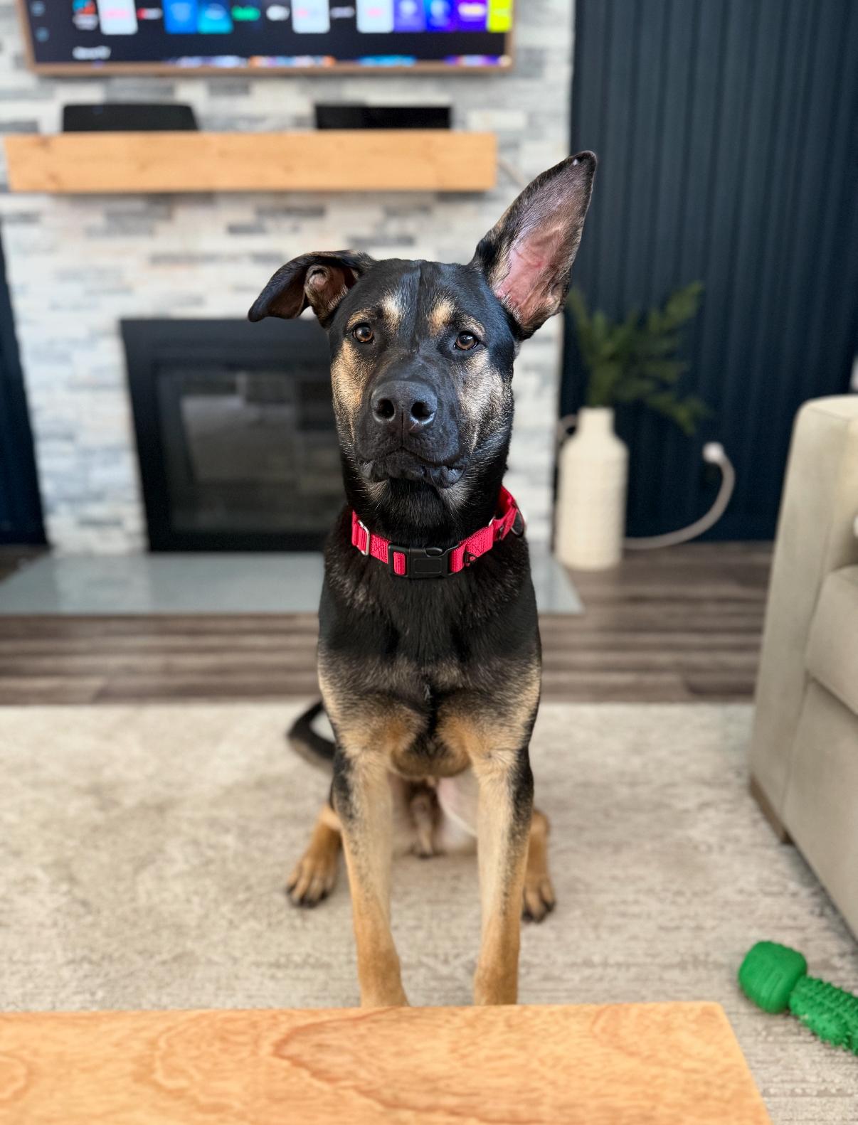 Enlarge Rex, a Adoptable mixed breed in Tarzana, CA image 1/5