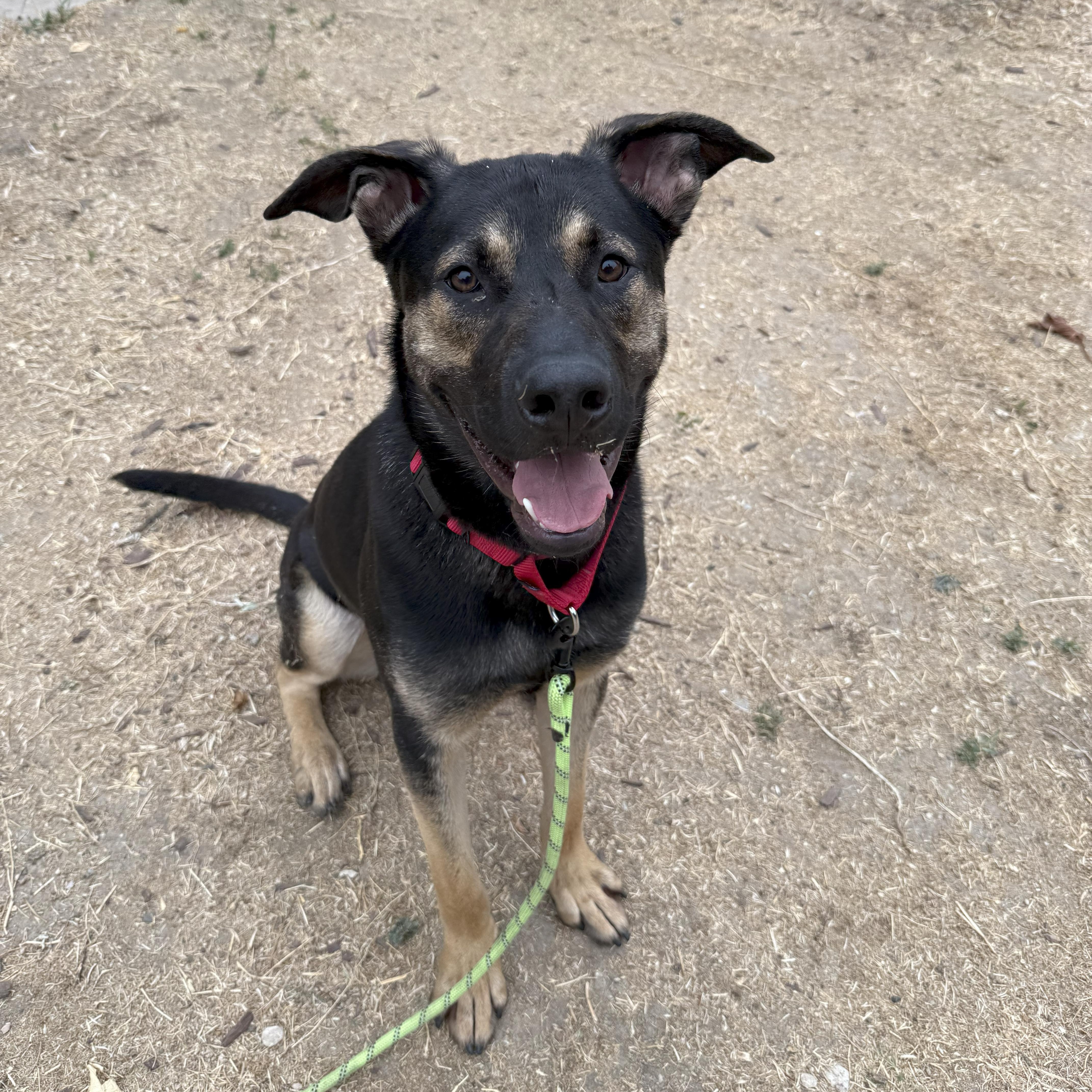 Enlarge Rex, a Adoptable mixed breed in Tarzana, CA image 2/5