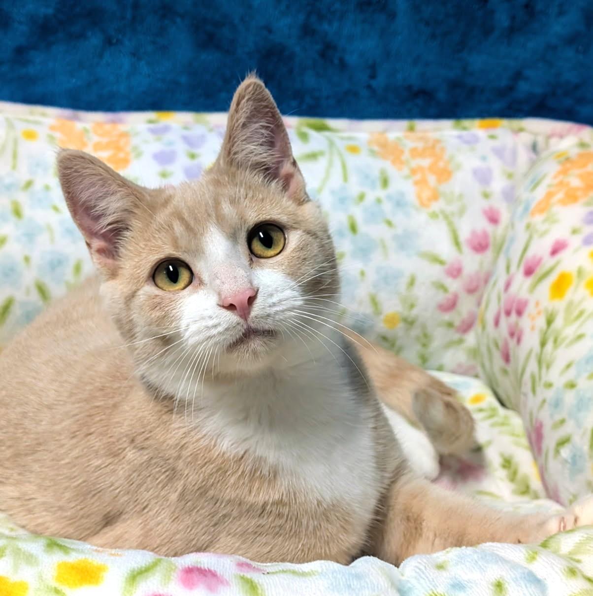 Enlarge Albert & Angel, Personality Plus, a Adoptable Siamese in Newport, WA image 6/6