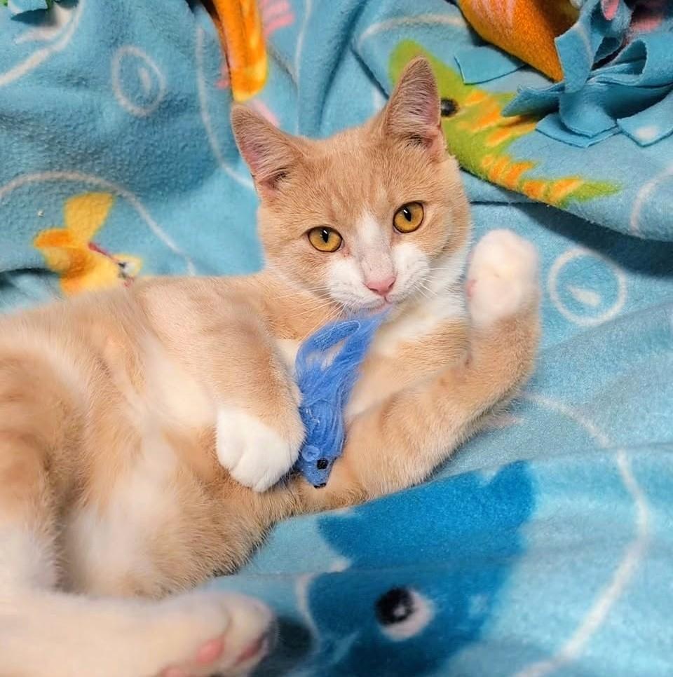 Enlarge Albert & Angel, Personality Plus, a Adoptable Siamese in Newport, WA image 2/6