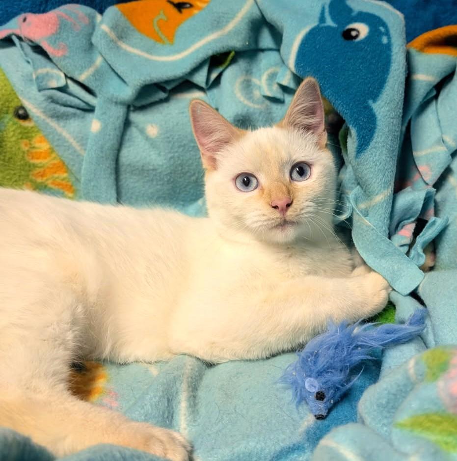 Enlarge Albert & Angel, Personality Plus, a Adoptable Siamese in Newport, WA image 3/6
