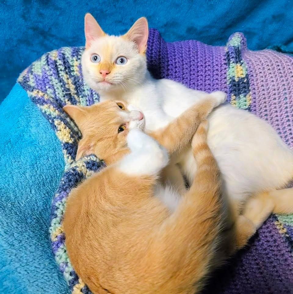 Albert & Angel, Personality Plus, Adoptable, Young Female Siamese.