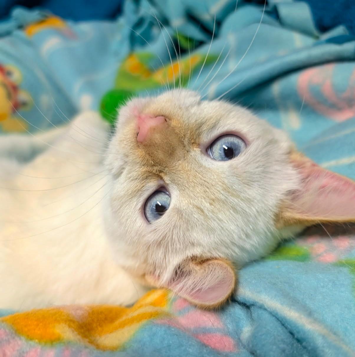 Enlarge Albert & Angel, Personality Plus, a Adoptable Siamese in Newport, WA image 5/6