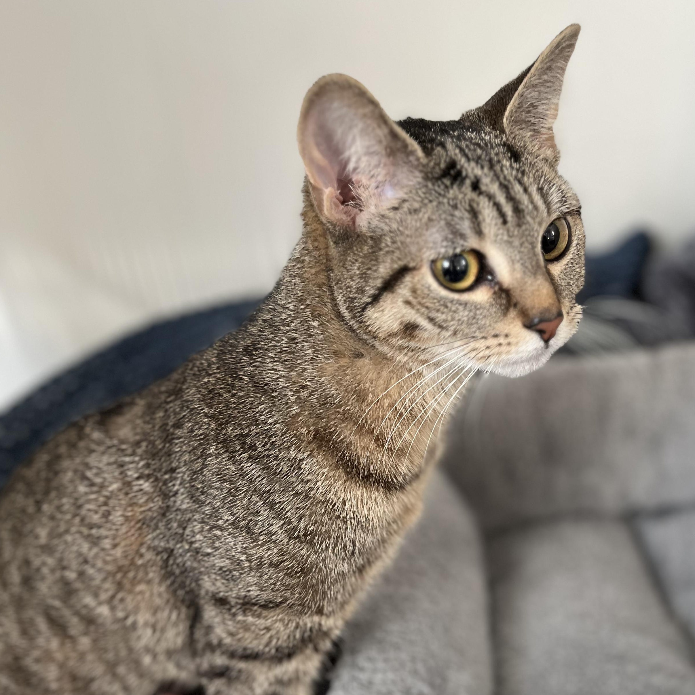 Maxine, ADOPTABLE, Young Female American Shorthair.