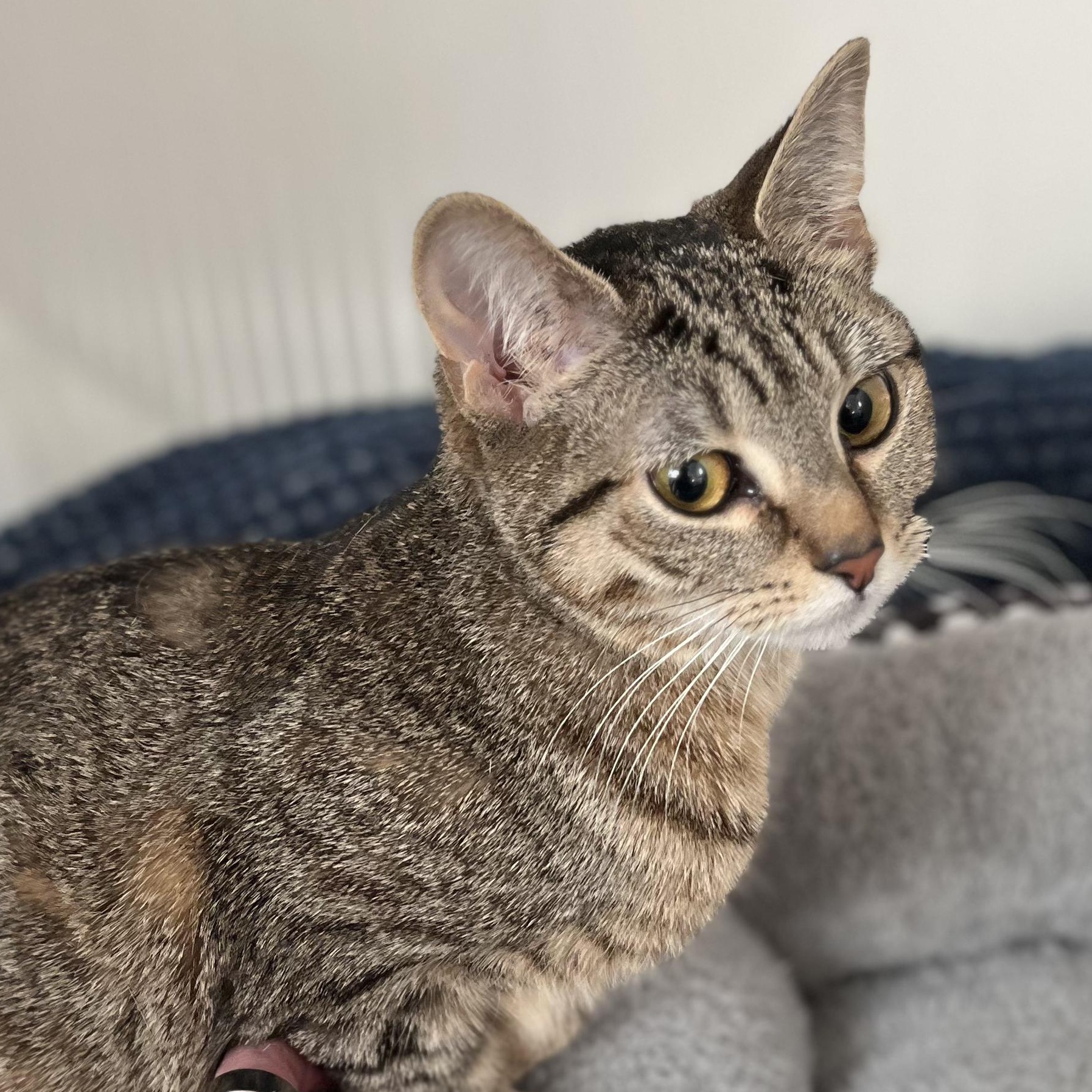 Enlarge Maxine, a ADOPTABLE American Shorthair in Hull, MA image 2/2