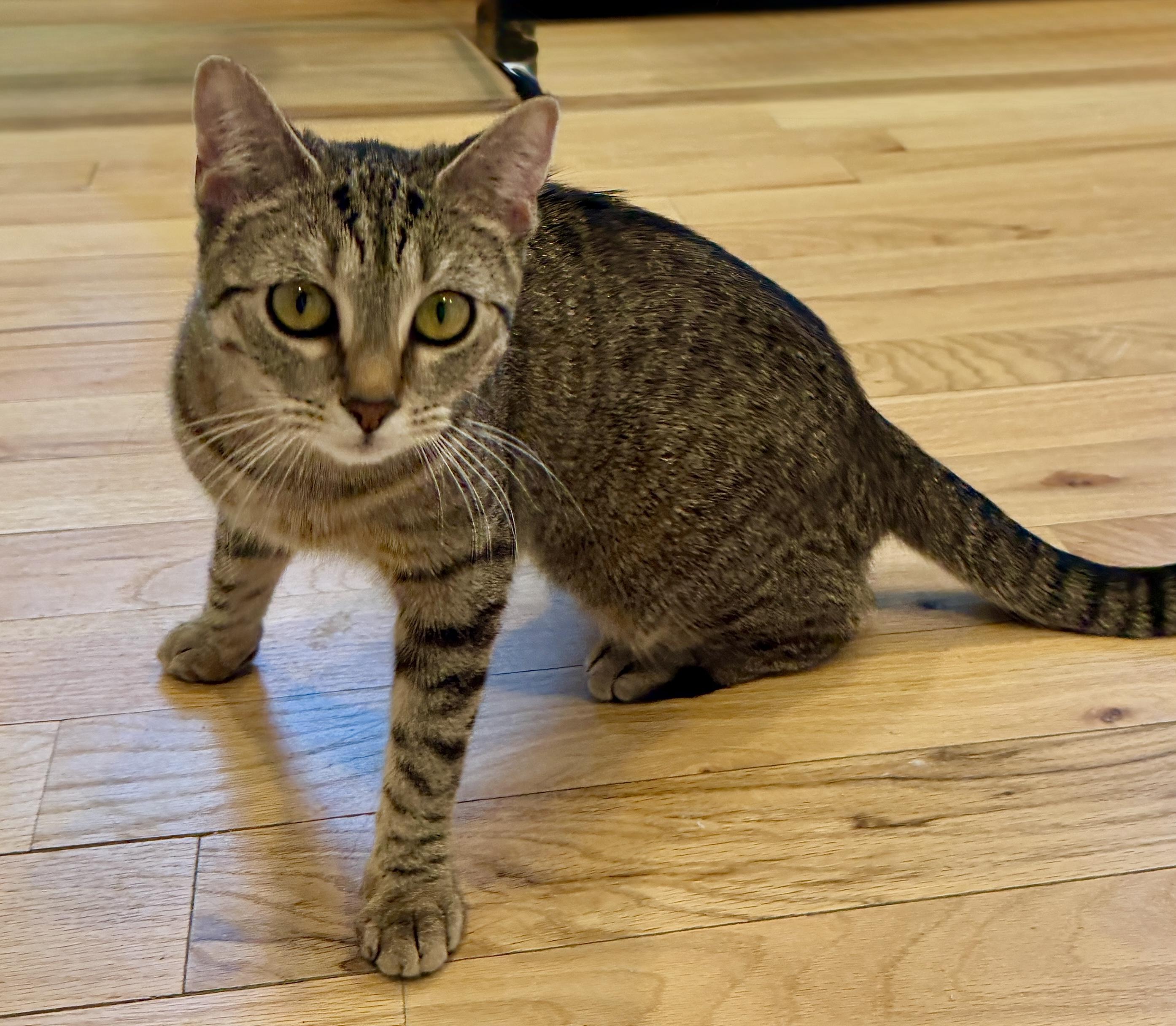 Enlarge Maxine, a ADOPTABLE American Shorthair in Hull, MA image 3/5