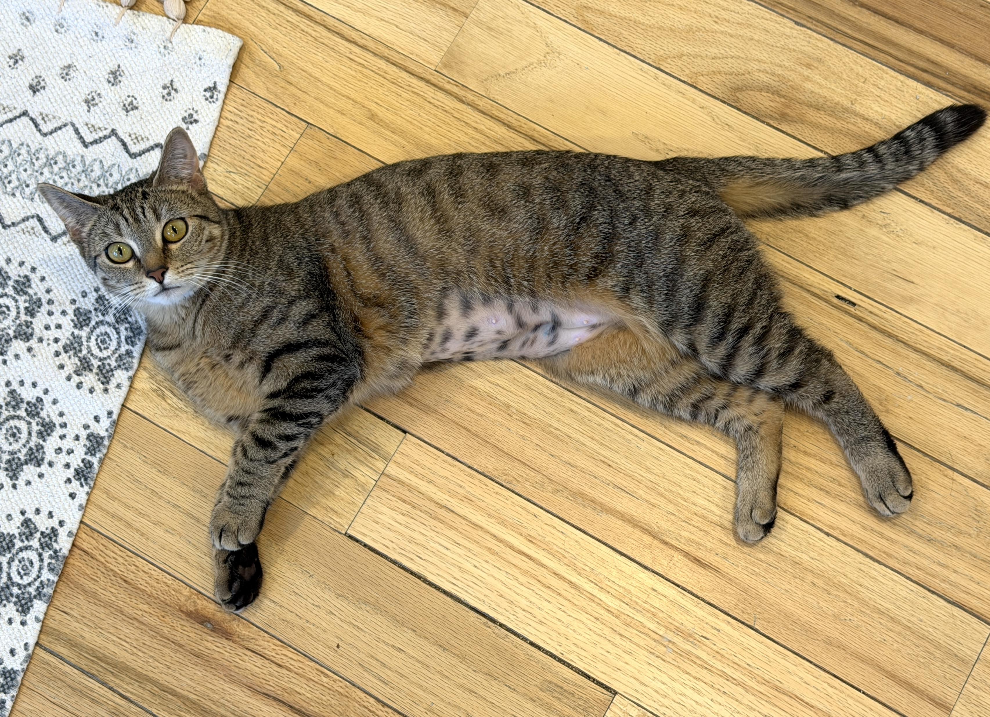 Enlarge Maxine, a ADOPTABLE American Shorthair in Hull, MA image 2/5