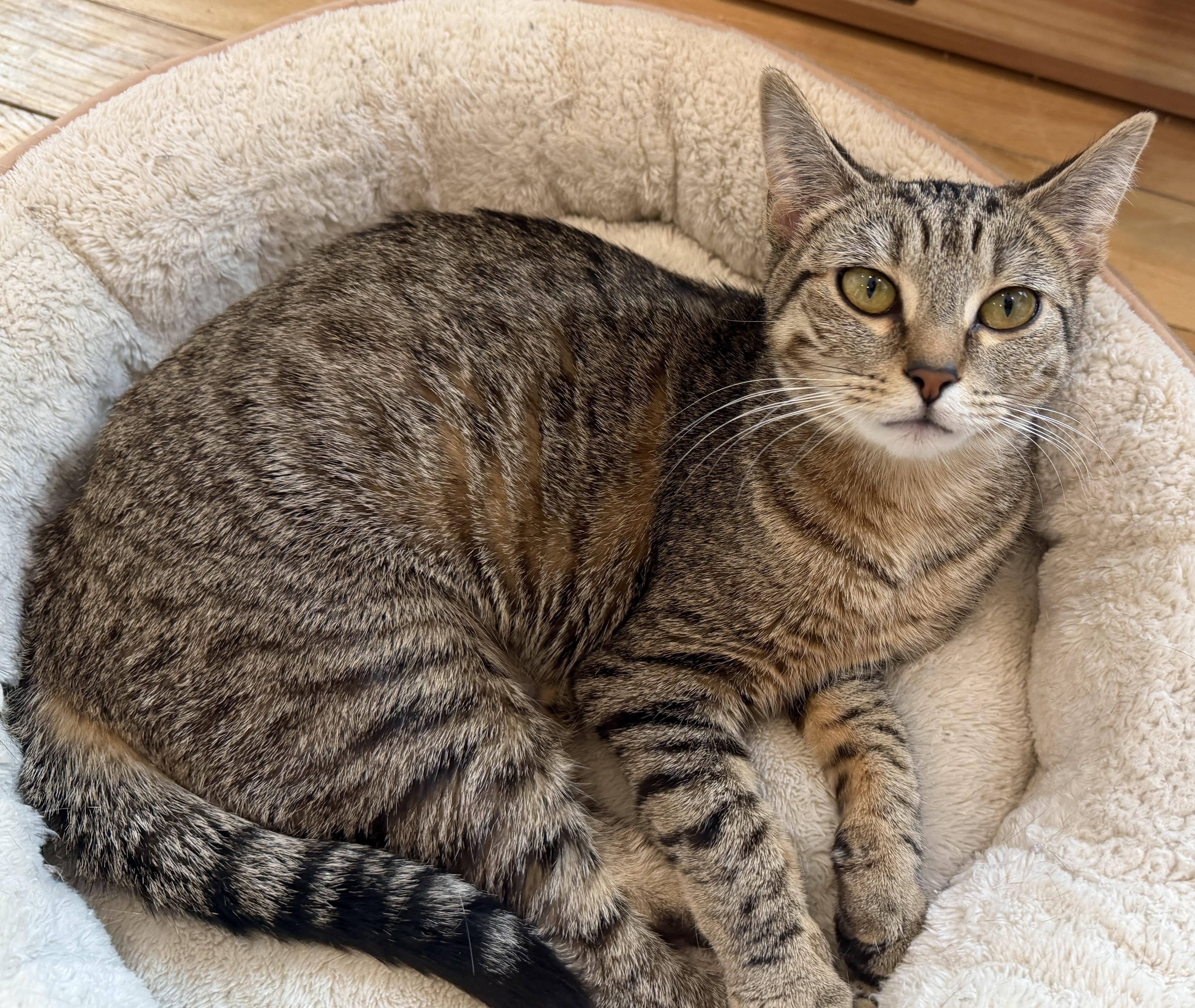 Enlarge Maxine, a ADOPTABLE American Shorthair in Hull, MA image 1/5