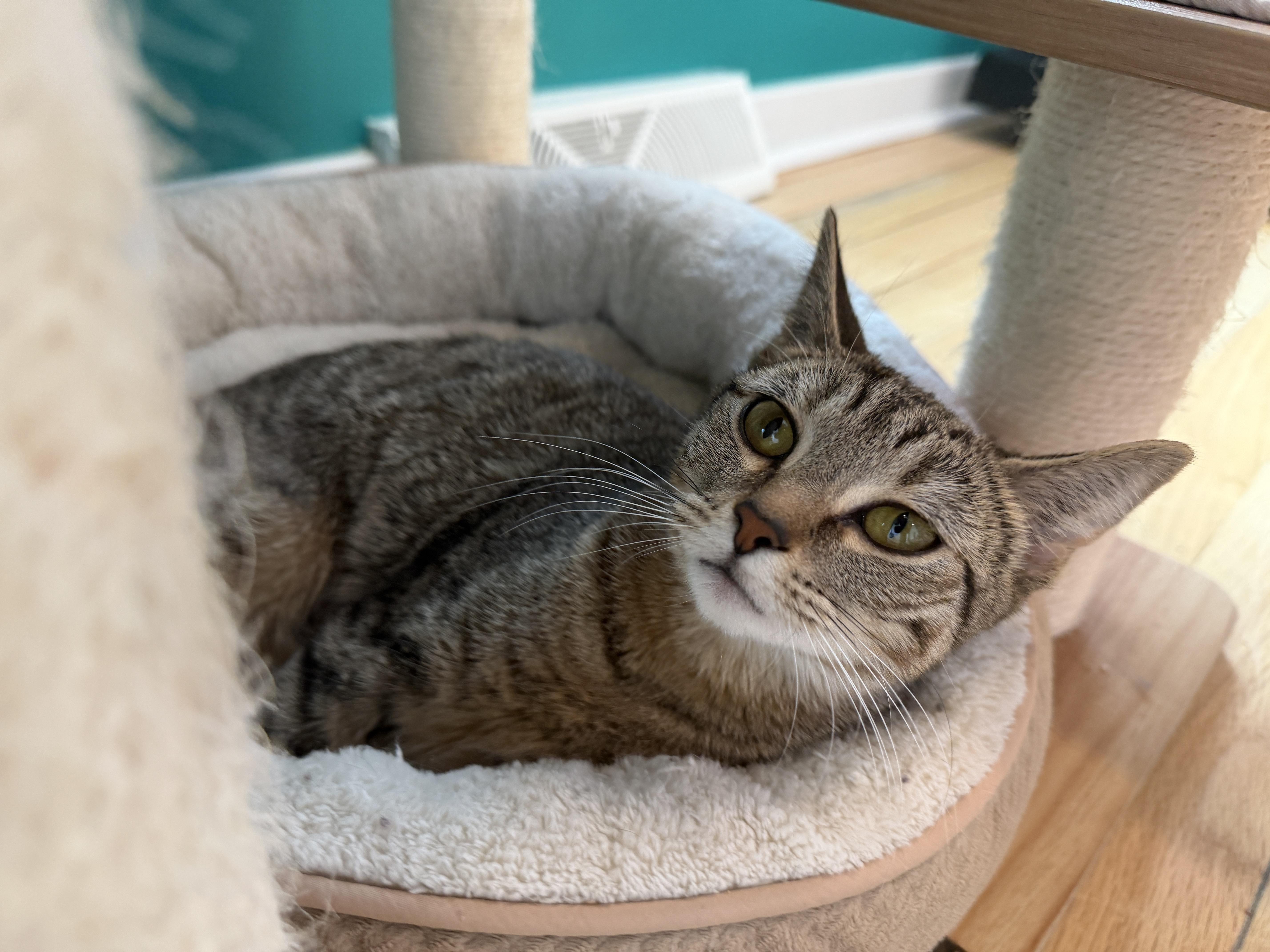 Enlarge Maxine, a ADOPTABLE American Shorthair in Hull, MA image 5/5