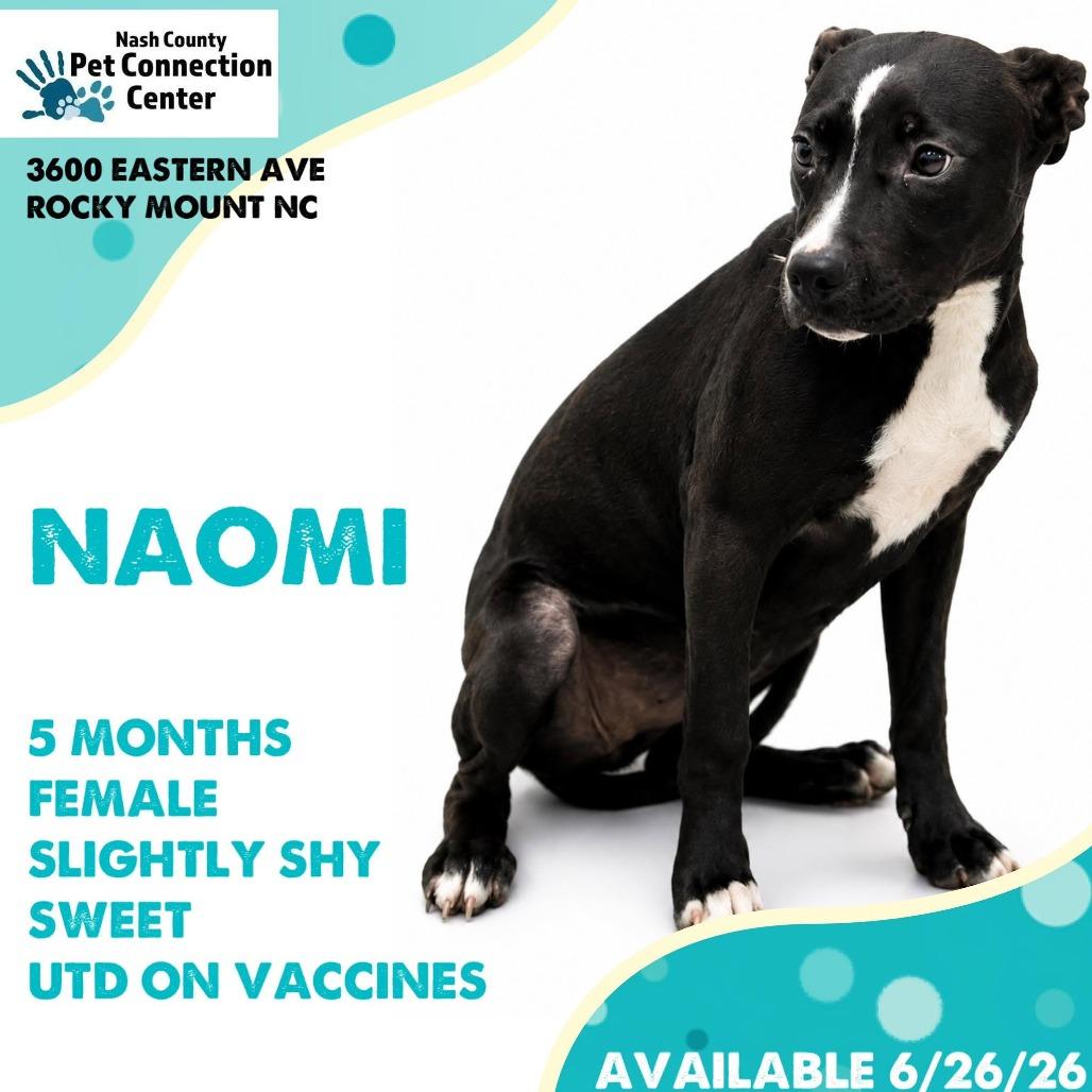 Enlarge NAOMI  Available NOW - ADOPTION or RESCUE!, a Adoptable Mixed Breed in Nashville, NC image 1/1