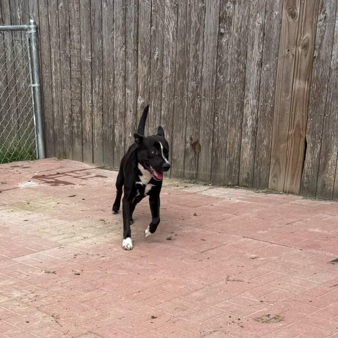 Oreo