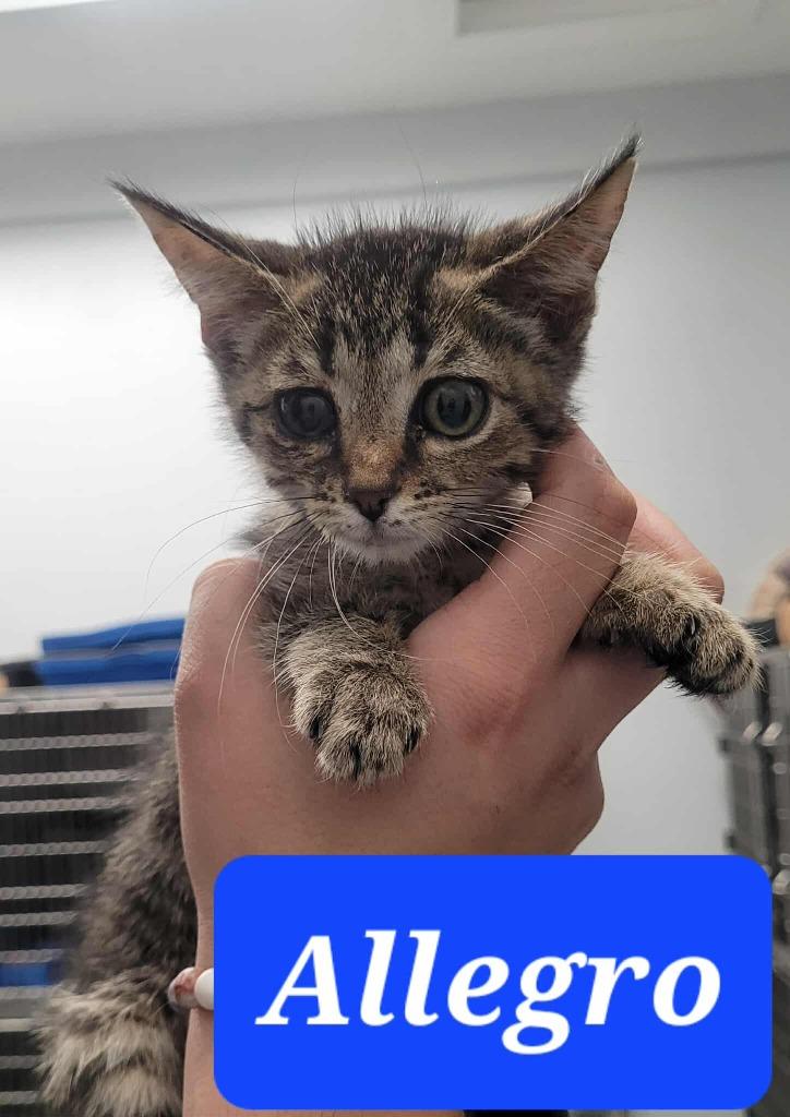 Enlarge Allegro, a Adoptable mixed breed in Republic, MO image 1/2