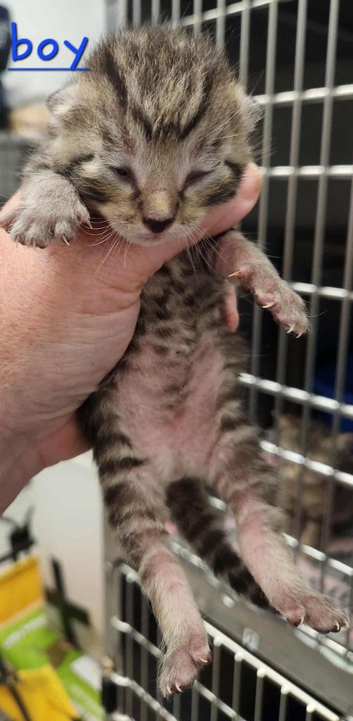 Enlarge Allegro, a Adoptable mixed breed in Republic, MO image 2/2