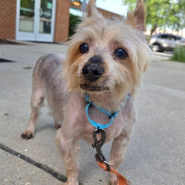 Roosevelt, an adoptable mixed breed in Severn, MD image 1/5