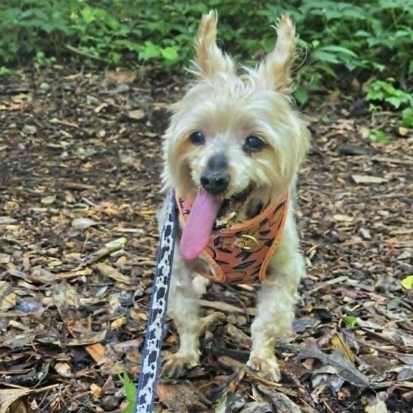 Roosevelt, an adoptable mixed breed in Severn, MD image 4/5