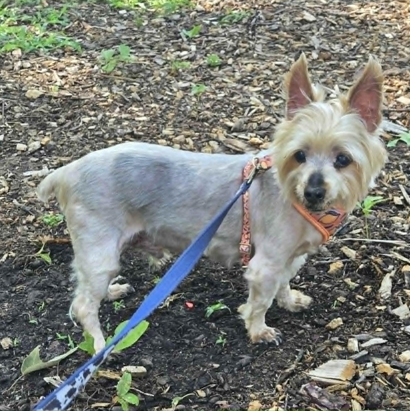 Roosevelt, an adoptable mixed breed in Severn, MD image 5/5