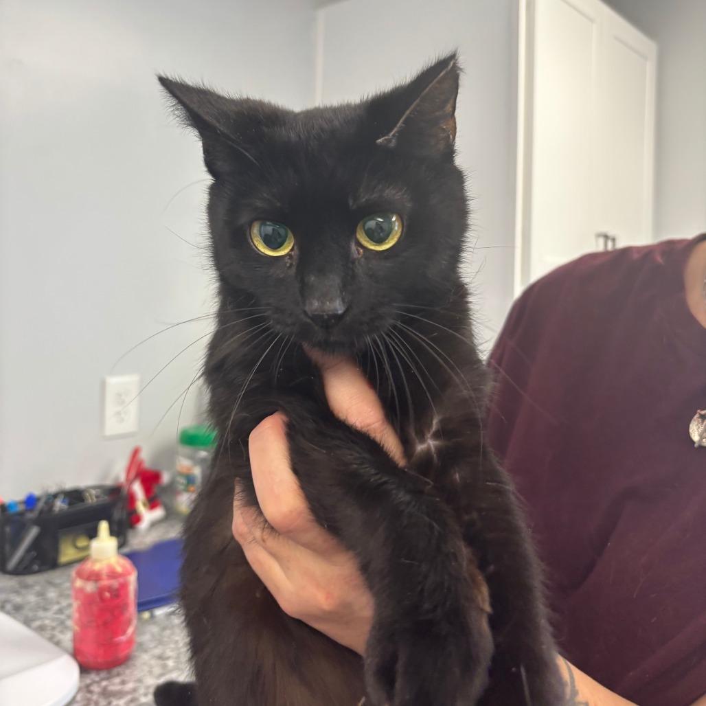 Ceiling, Adoptable, Adult Female Domestic Short Hair.