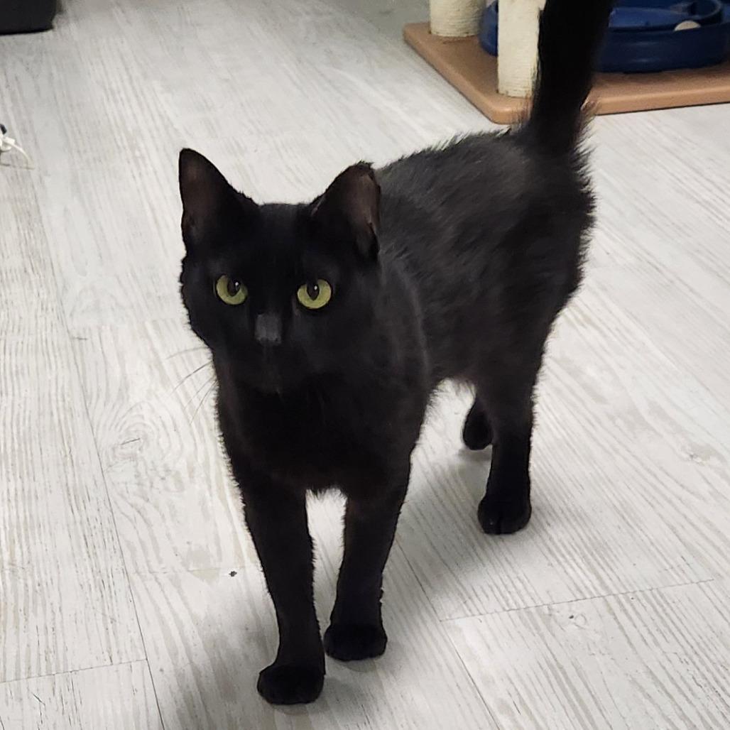 Enlarge Ceiling, a Adoptable Domestic Short Hair in Watertown, NY image 2/4