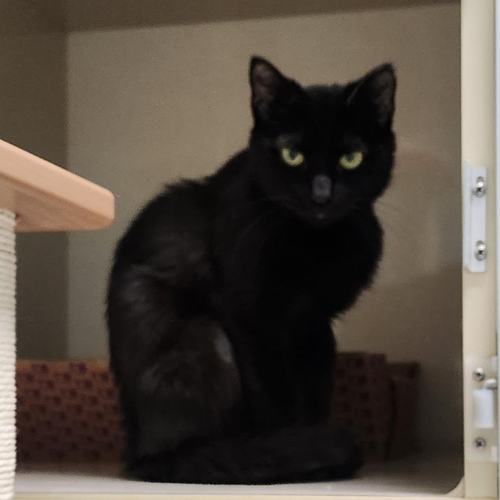 Enlarge Ceiling, a Adoptable Domestic Short Hair in Watertown, NY image 3/4
