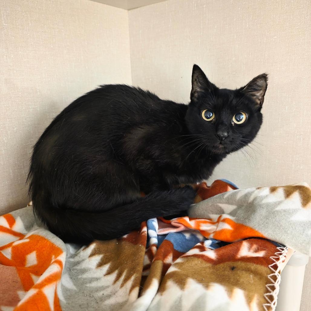 Ceiling, a Adoptable Domestic Short Hair in Watertown, NY image 2/2