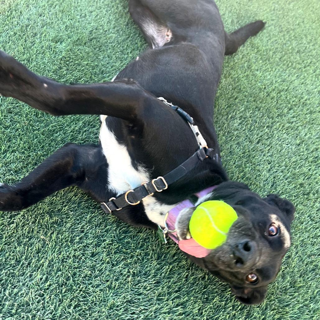 Maggie, Adoptable, Adult Female German Shepherd Dog & Mixed Breed.