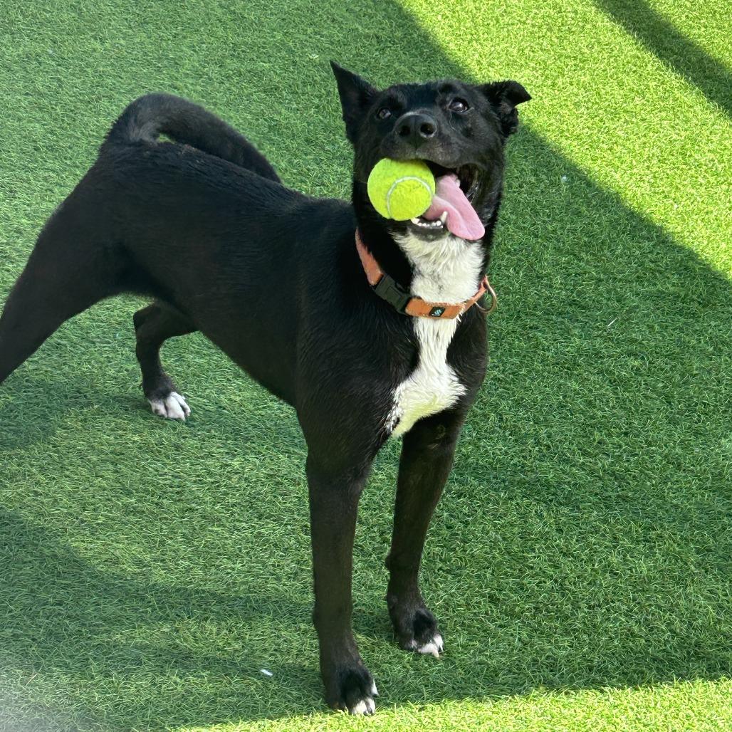 Enlarge Maggie, a Adoptable mixed breed in Tempe, AZ image 2/6