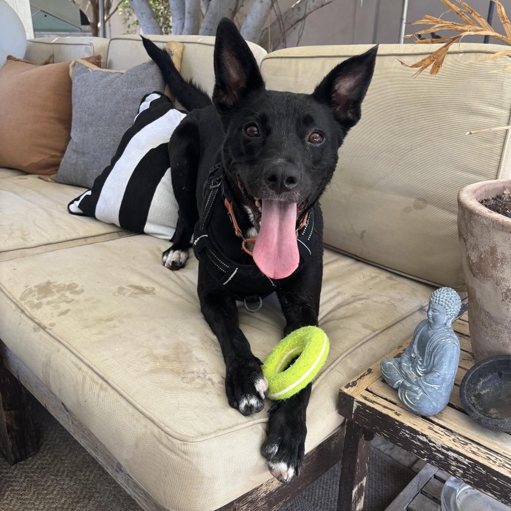 Maggie, Adoptable, Adult Female German Shepherd Dog & Mixed Breed.