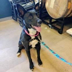 Maggie, Adoptable, Adult Female German Shepherd Dog & Mixed Breed.