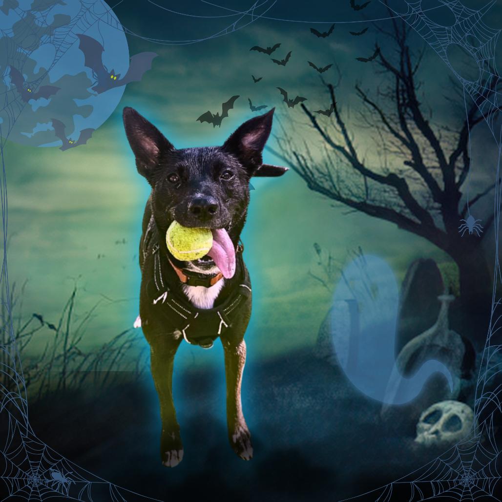 Enlarge Maggie, a Adoptable mixed breed in Tempe, AZ image 4/6