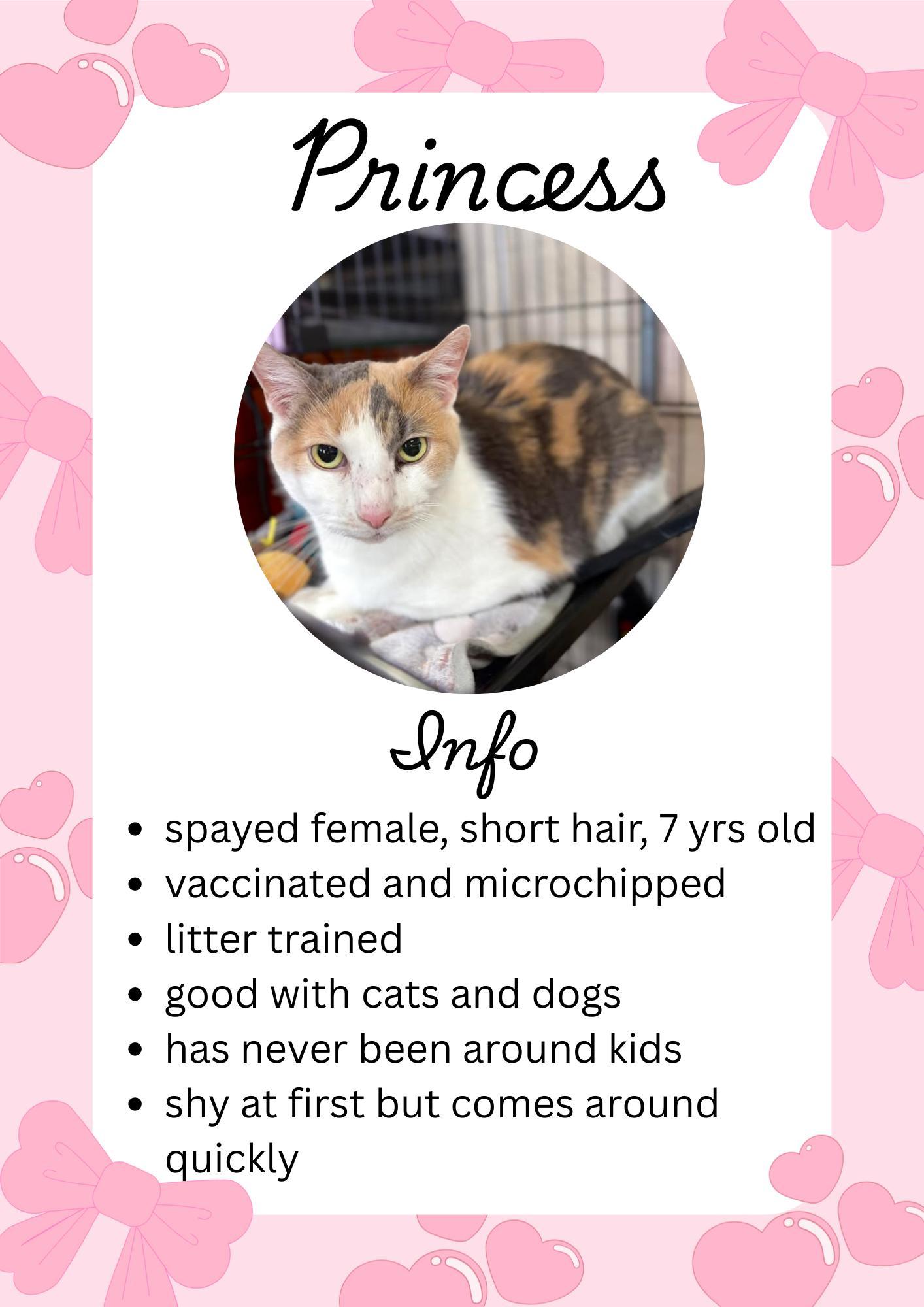 Enlarge Princess, an adopted Domestic Short Hair in Greensburg, IN image 1/1