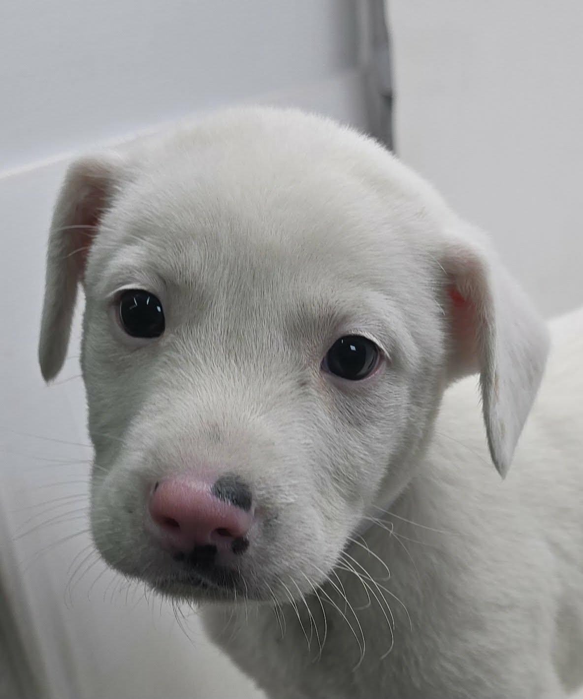 Enlarge Ferdinand, an adopted mixed breed in Newport, TN image 1/3