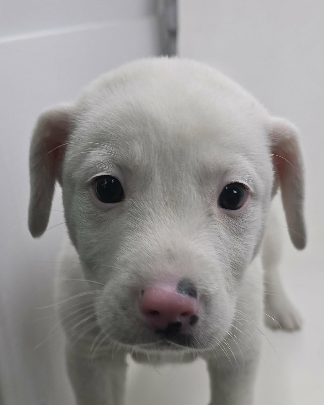 Enlarge Ferdinand, an adopted mixed breed in Newport, TN image 3/3