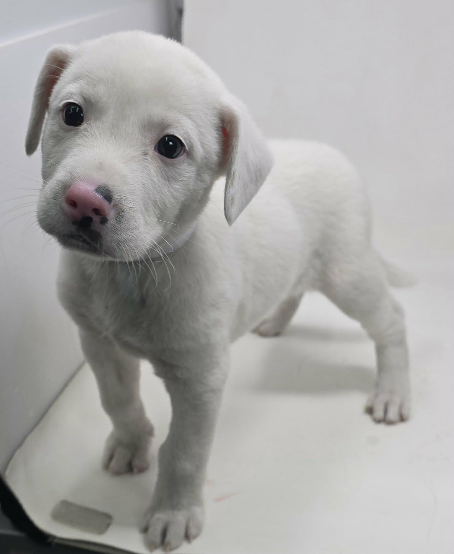 Enlarge Ferdinand, an adopted mixed breed in Newport, TN image 2/3