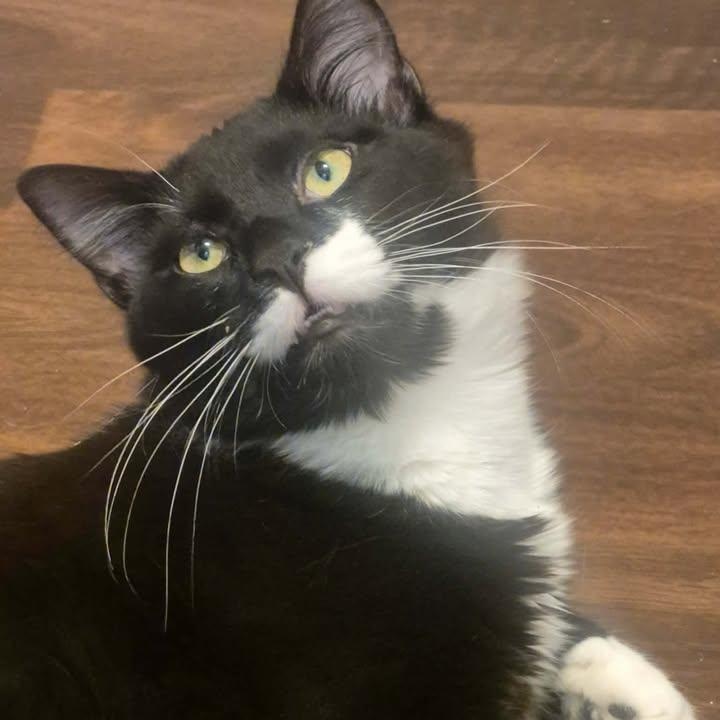 Boo & Foofy, a ADOPTABLE Domestic Short Hair in Johnson City, TN image 2/4