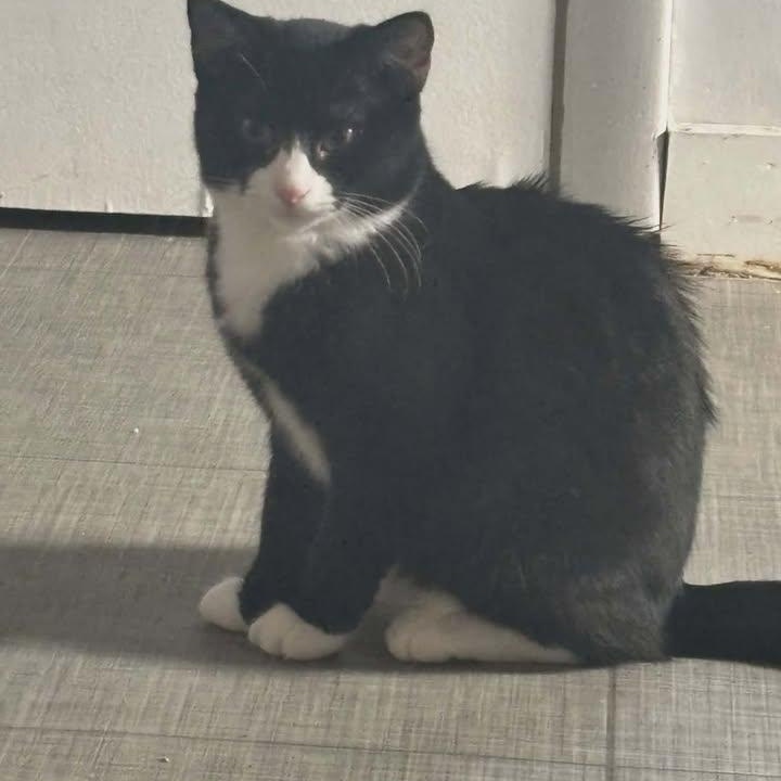 Boo & Foofy, a ADOPTABLE Domestic Short Hair in Johnson City, TN image 4/4