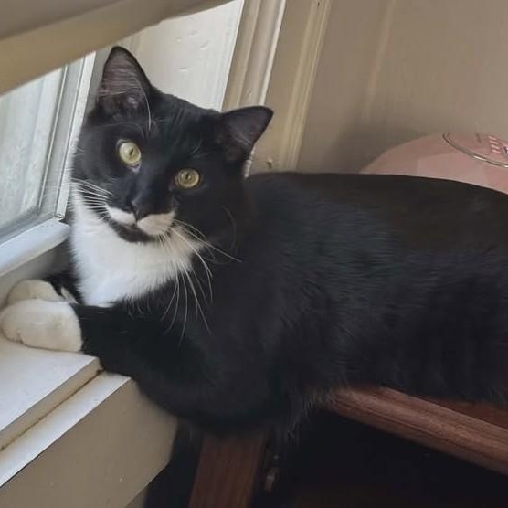 Boo & Foofy, ADOPTABLE, Kitten Male Domestic Short Hair.