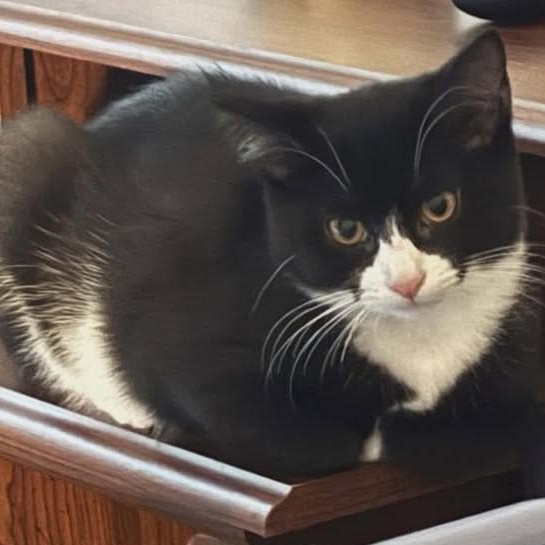 Boo & Foofy, a ADOPTABLE Domestic Short Hair in Johnson City, TN image 3/4