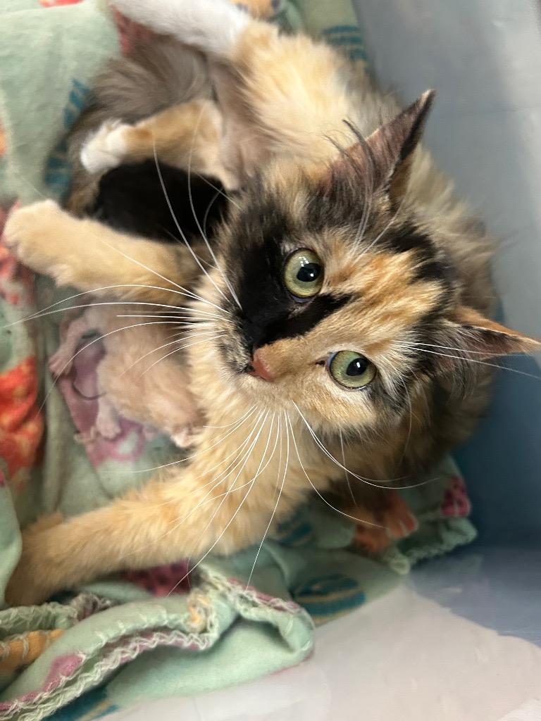 Mercedes, Adoptable, Adult Female Domestic Long Hair.