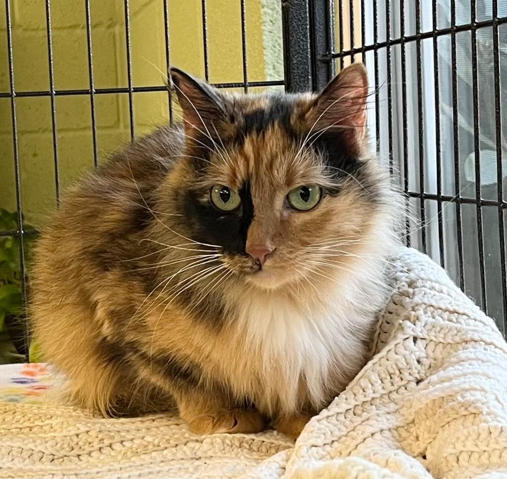 Mercedes, a Adoptable mixed breed in Burnsville, NC image 2/2