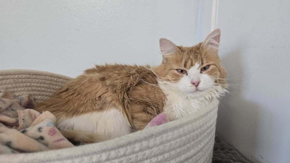 Cato, a Adoptable mixed breed image 1/6