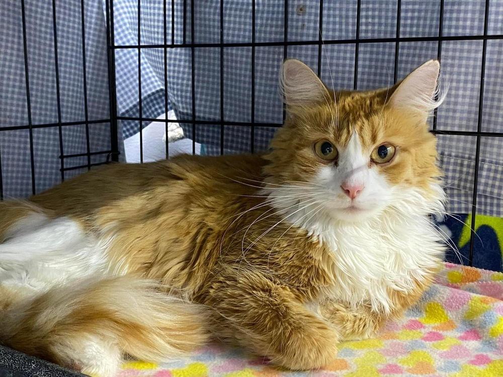 Cato, Adoptable, Adult Female Domestic Short Hair.