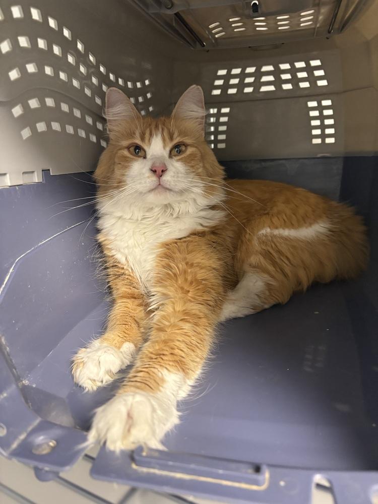 Cato, a Adoptable mixed breed image 3/6