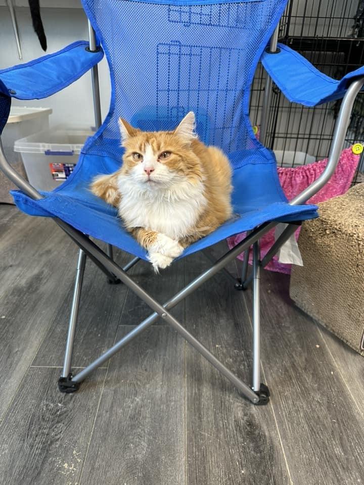 Cato, a Adoptable mixed breed image 4/6