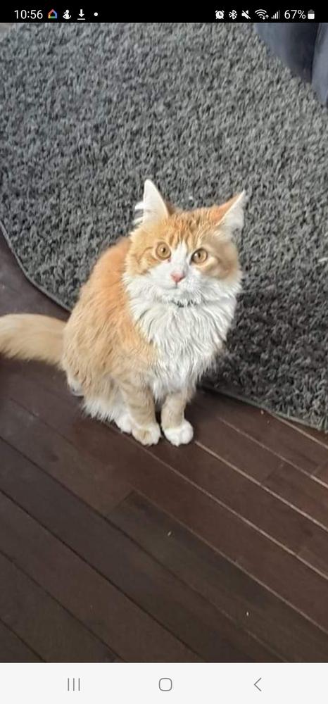 Cato, a Adoptable mixed breed image 5/6