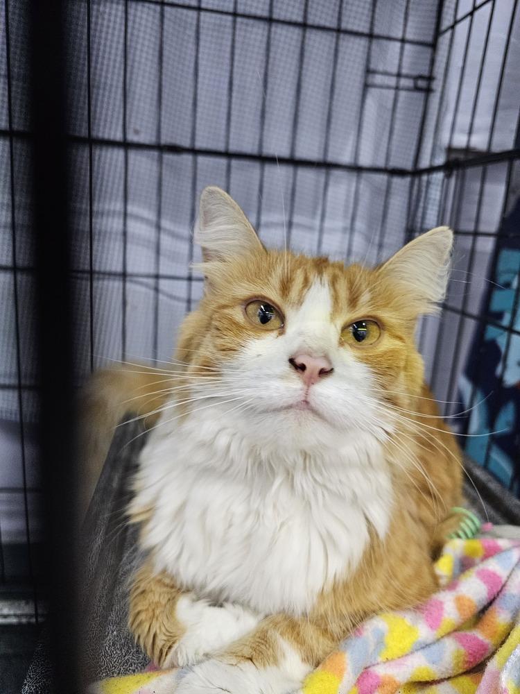 Cato, a Adoptable mixed breed image 6/6