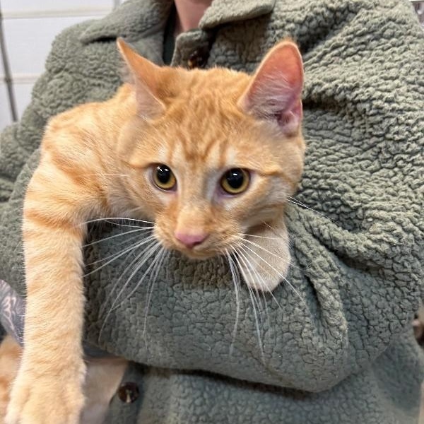 Enlarge Robinavitch, a ADOPTABLE Domestic Short Hair in Saint Charles, MO image 2/2