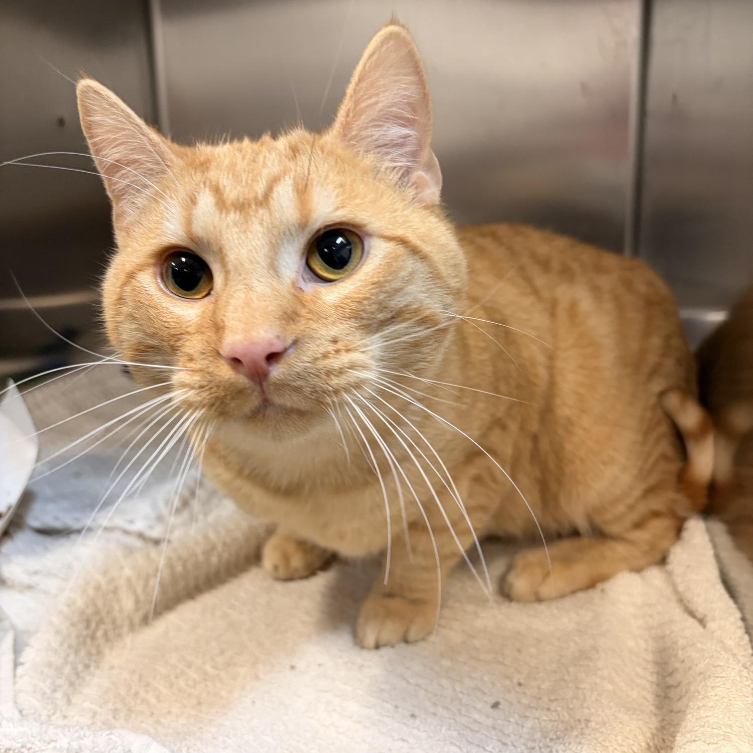 Robinavitch, ADOPTABLE, Young Male Domestic Short Hair.