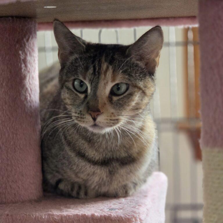 Enlarge Fae, a ADOPTABLE Domestic Short Hair in Norwalk, CT image 1/1