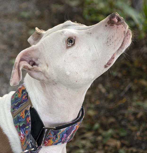 Enlarge Hank, a Adoptable Pit Bull Terrier in Chicago, IL image 2/6