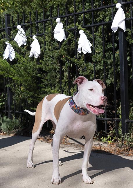 Enlarge Hank, a Adoptable Pit Bull Terrier in Chicago, IL image 6/6